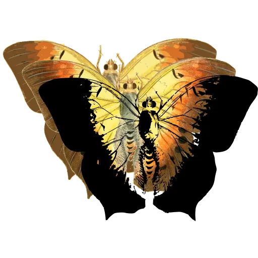 Pale-marked butterfly