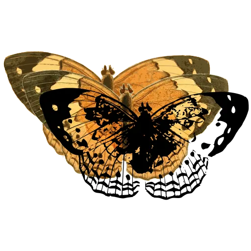 Patterned butterfly