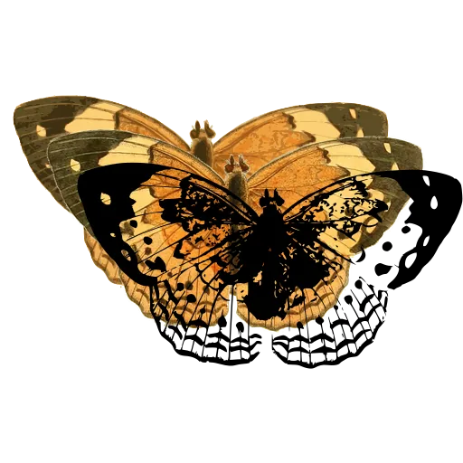 Patterned butterfly