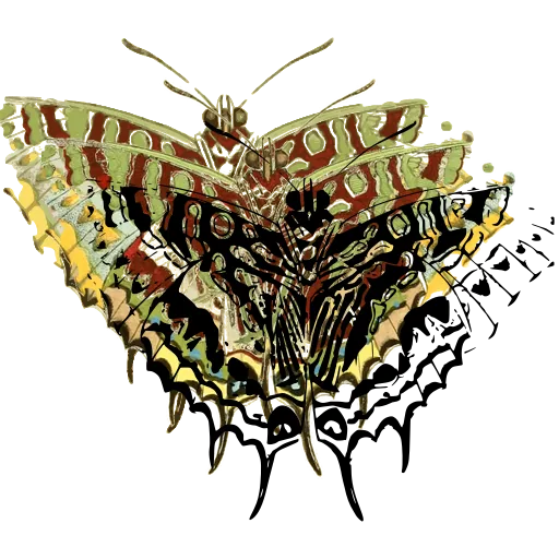 Scalloped moth 01