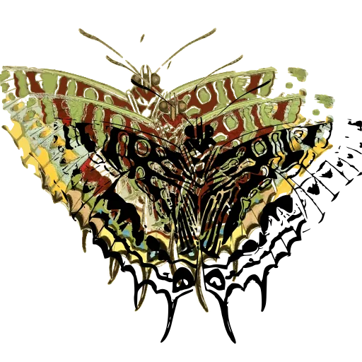 Scalloped moth 01