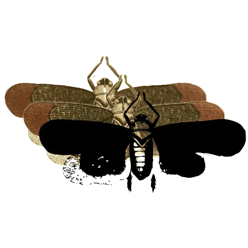 Hawk moth 01