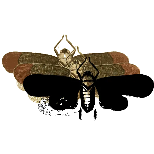 Hawk moth 01