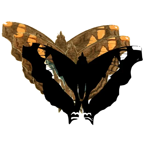 Banded butterfly 01