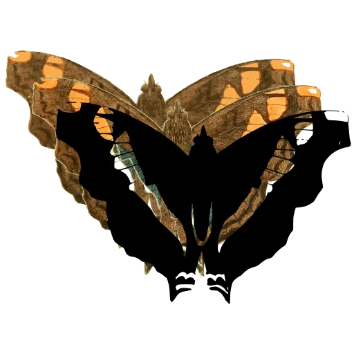 Banded butterfly 01