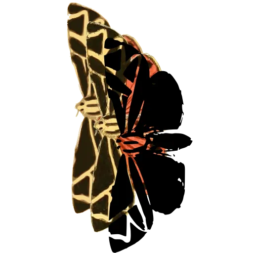 Angular-marked butterfly