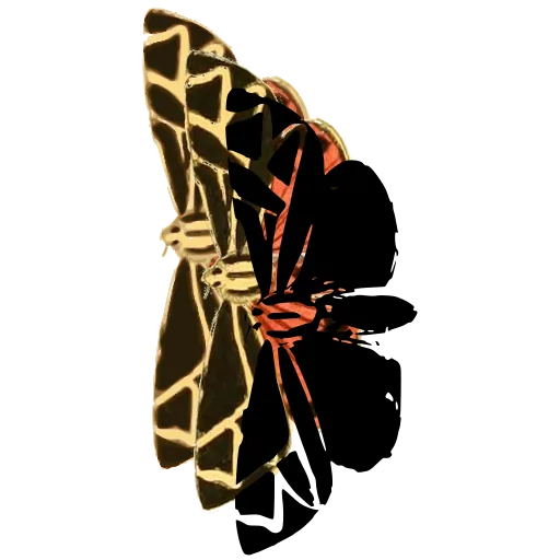Angular-marked butterfly