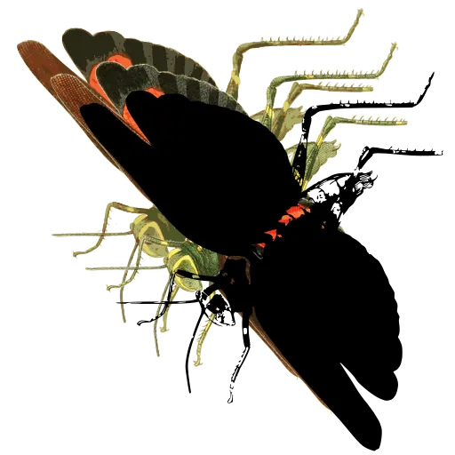 Long-winged bug