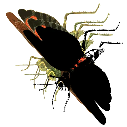 Long-winged bug