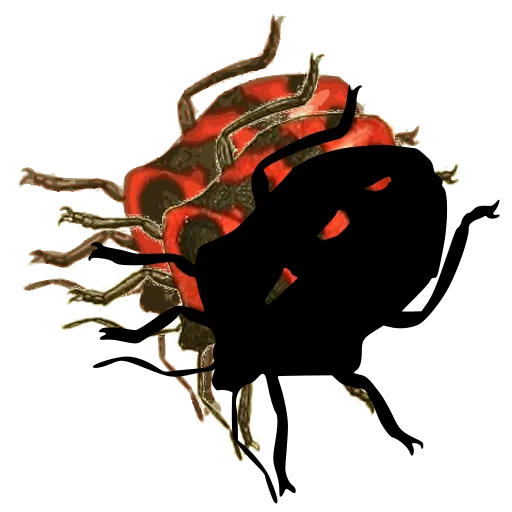 Spotted chafer