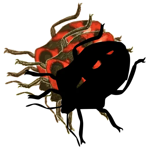 Spotted chafer