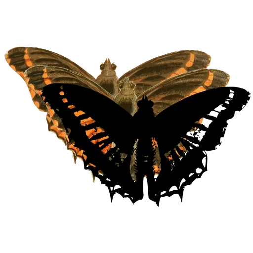 Banded swallowtail