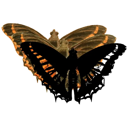 Banded swallowtail