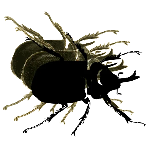 Horned beetle 01