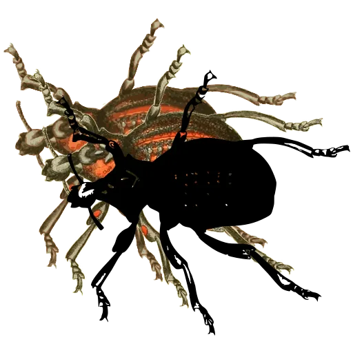 Snout beetle