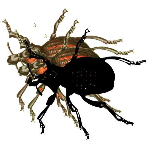 Snout beetle