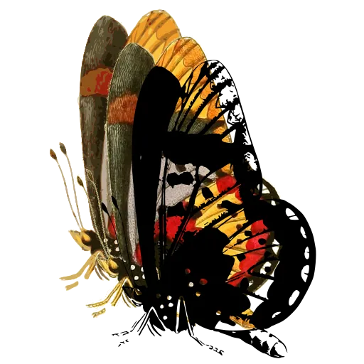 Resting butterfly