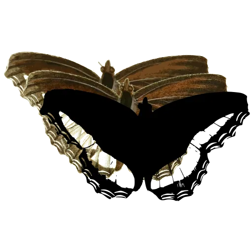Scalloped butterfly