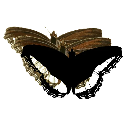 Scalloped butterfly