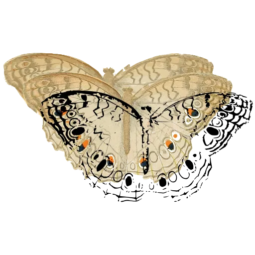 Eyespot butterfly