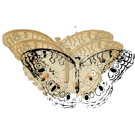 Eyespot butterfly