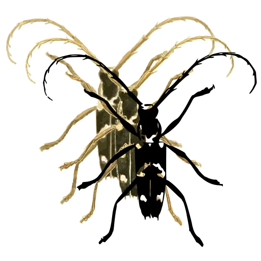 Curved-antenna longhorn