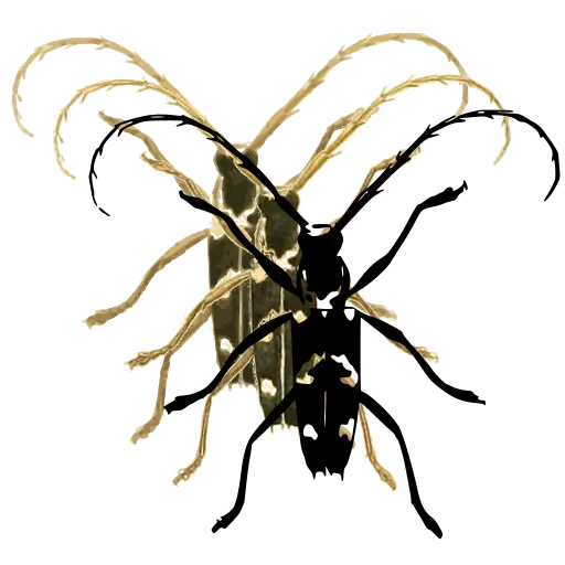 Curved-antenna longhorn