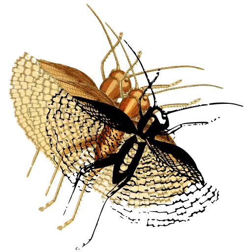 Net-winged insect