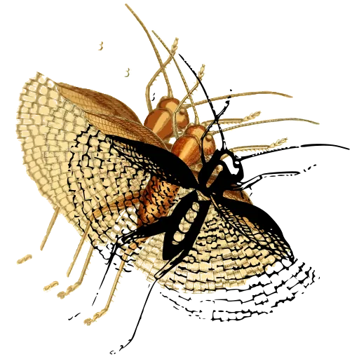 Net-winged insect
