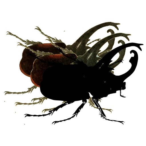 Horned beetle 02