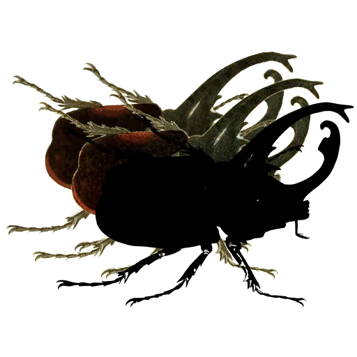 Horned beetle 02