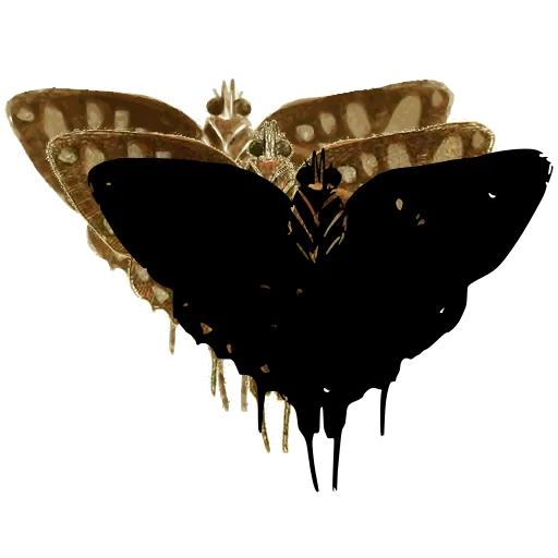 Tailed moth