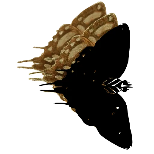 Tailed moth