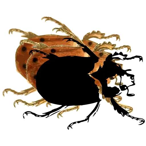 Chafer beetle 01