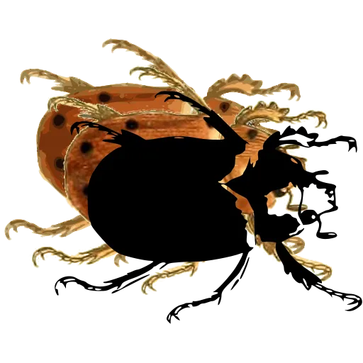 Chafer beetle 01