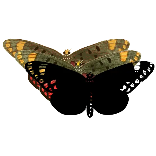 White-spotted butterfly 01