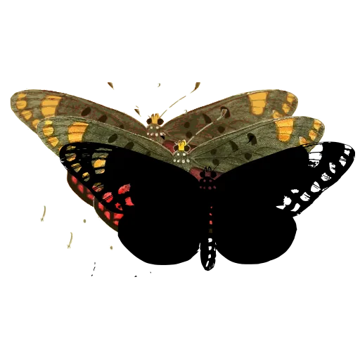White-spotted butterfly 01