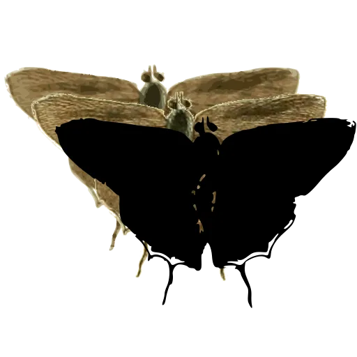 Dark moth 01