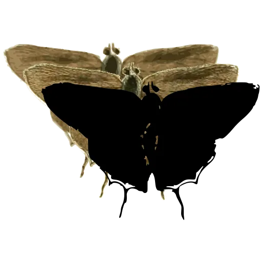 Dark moth 01