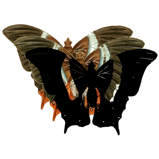 White-banded butterfly