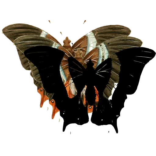 White-banded butterfly