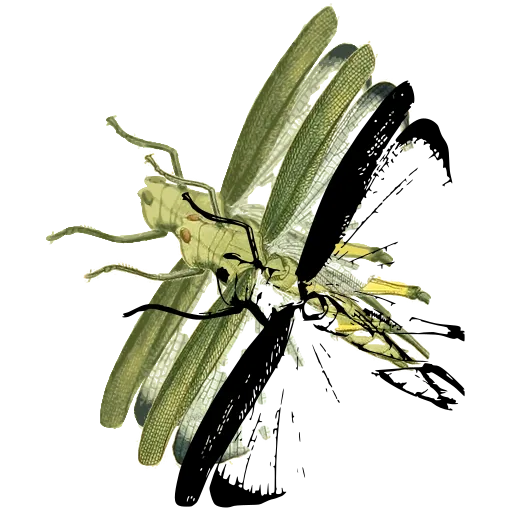 Moth at rest