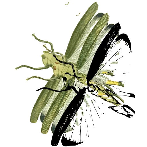 Moth at rest