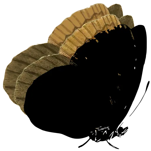 Large dark butterfly