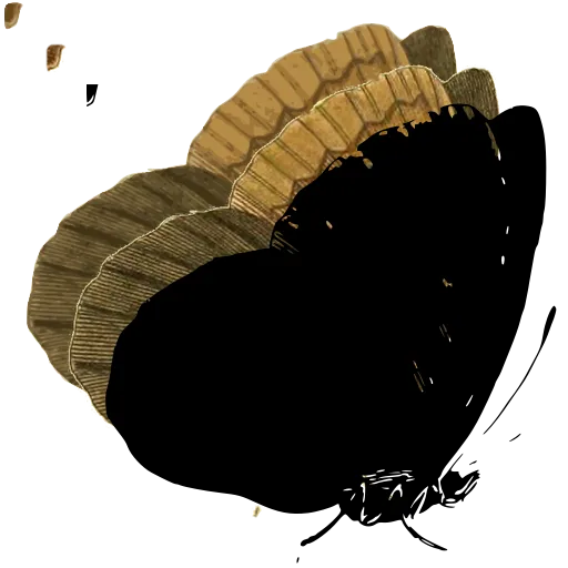 Large dark butterfly