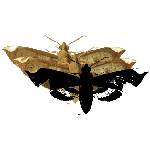 Folded-wing insect