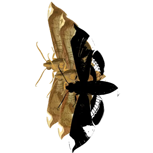 Folded-wing insect