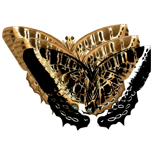 Dotted-border butterfly