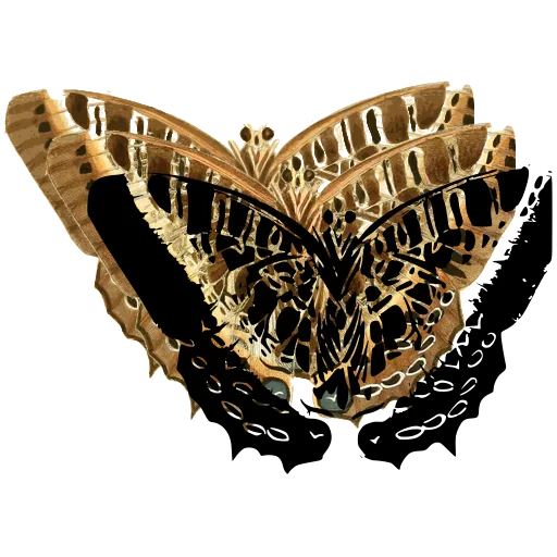 Dotted-border butterfly