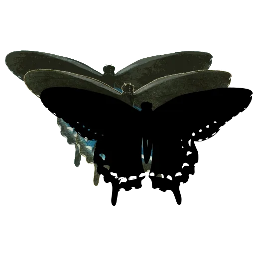 Spotted swallowtail